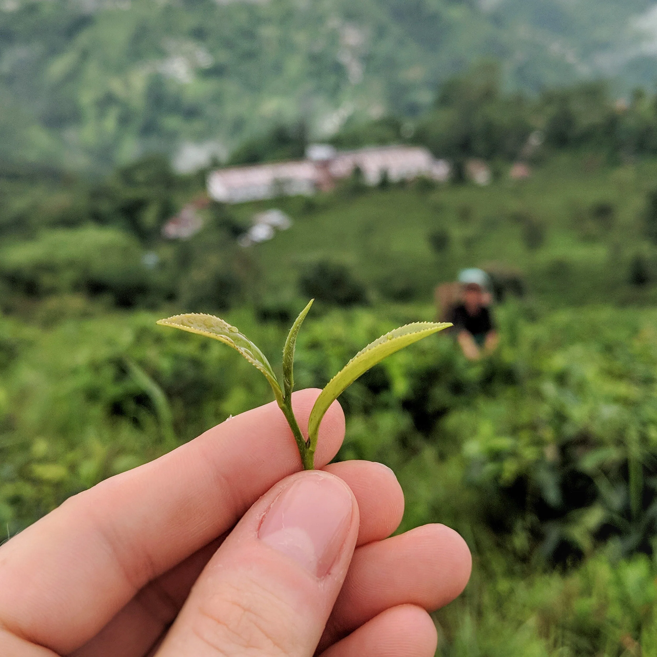 1st Flush Darjeeling - Image 6