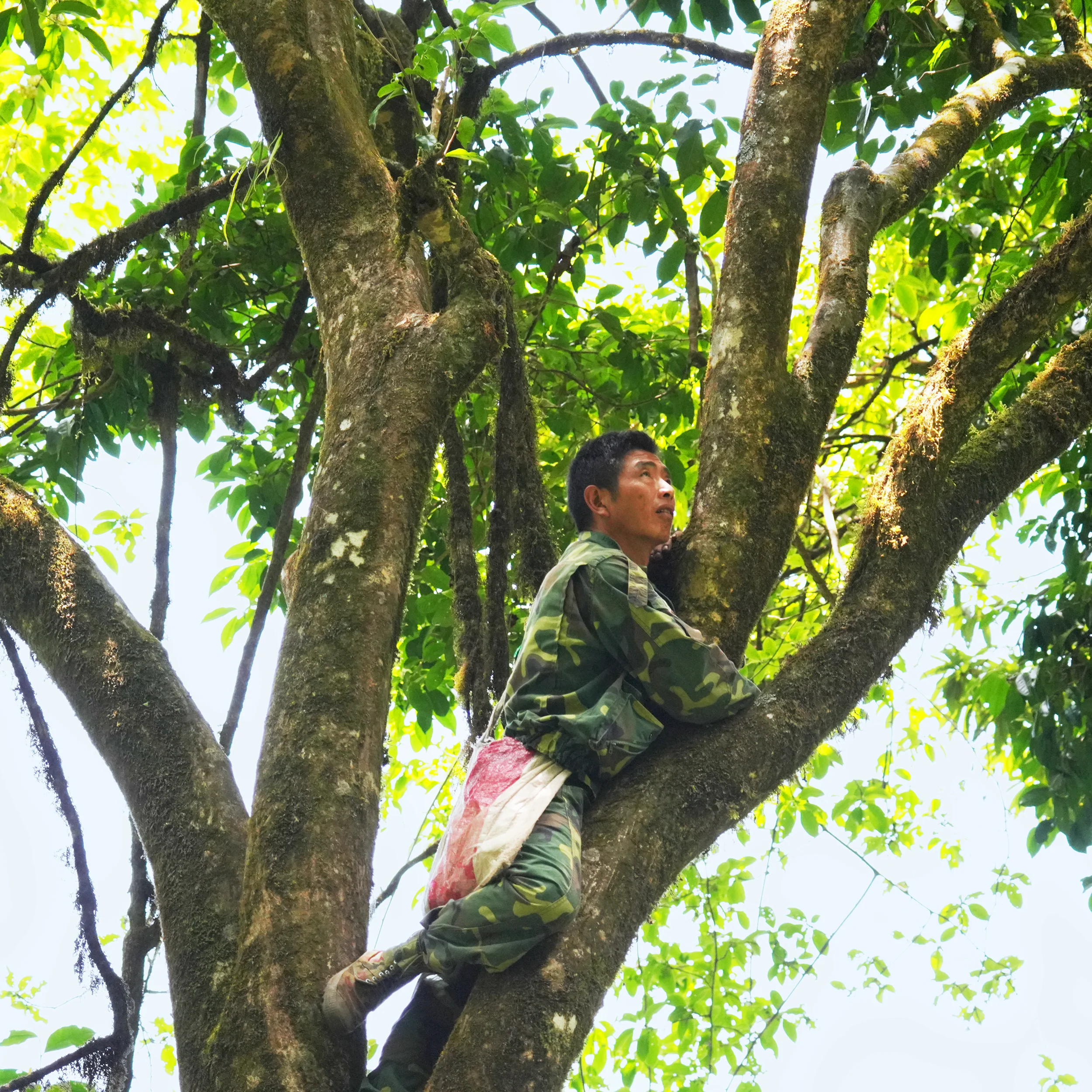 Ai Lao Wild Black - Image 9