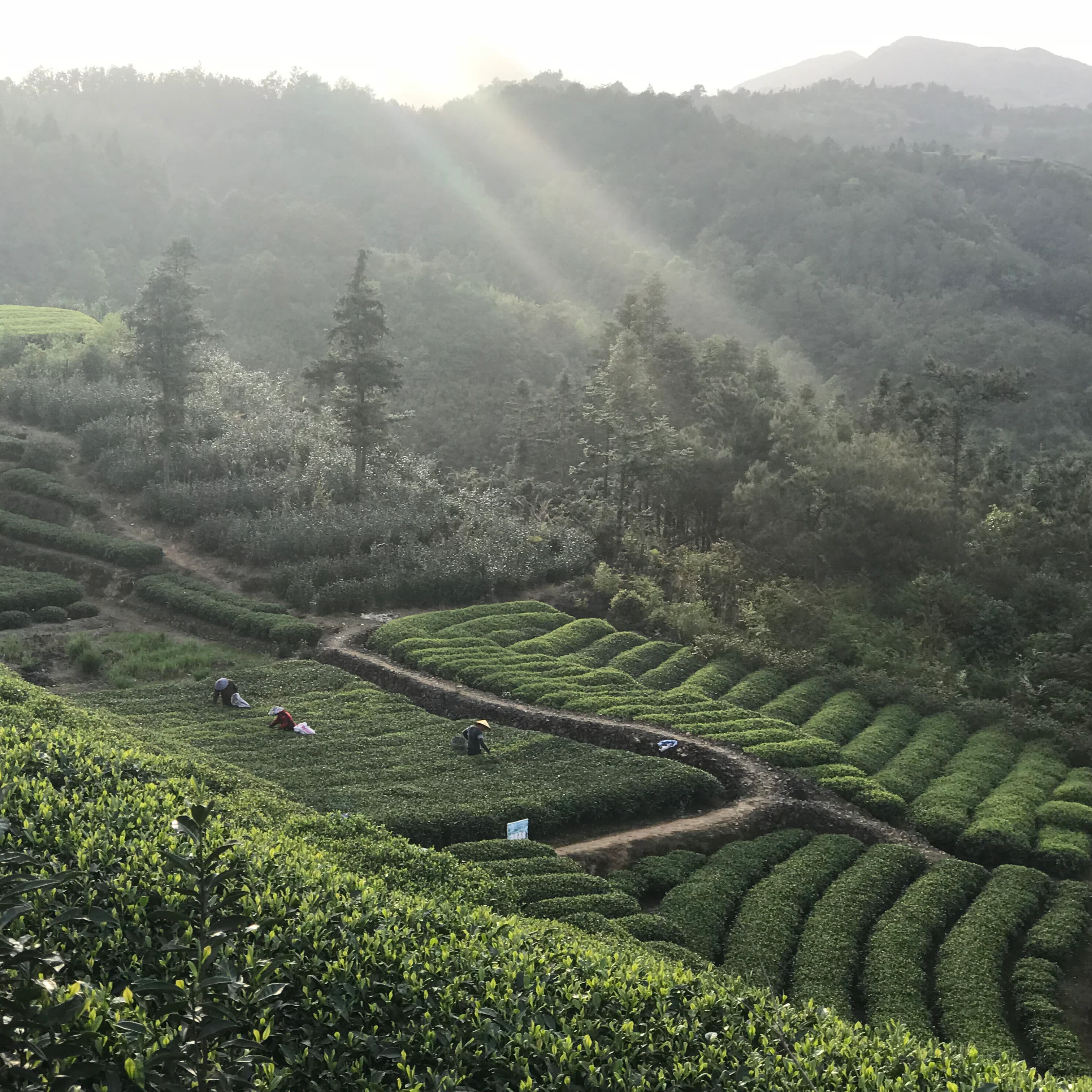 Bai Mu Dan - Image 3